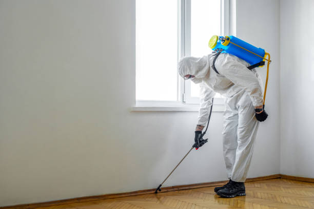 Best Local Pest Control Services  in Deridder, LA