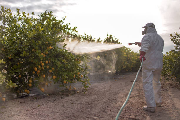 Best Pest Inspection Near Me  in Deridder, LA