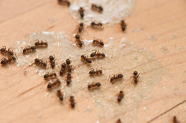 Best Pest Control Near Me  in Deridder, LA